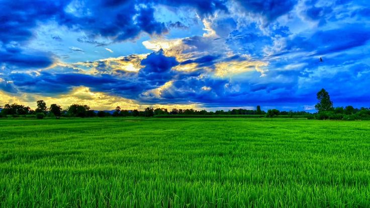 Agricultural irrigation field