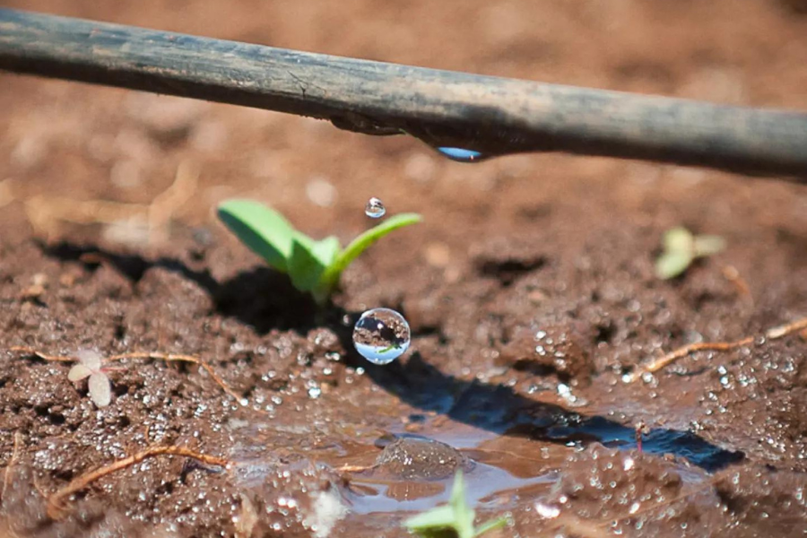 Drip irrigation field