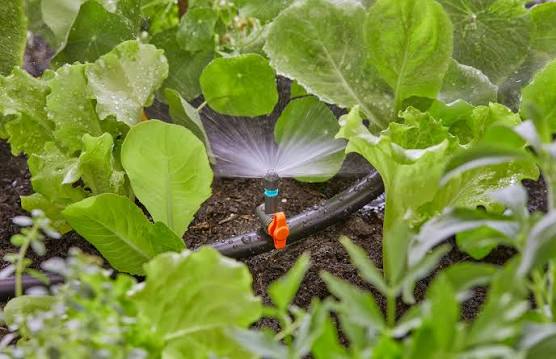 Mini sprinkler farm